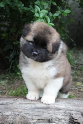 Les chiots de Akita americain
