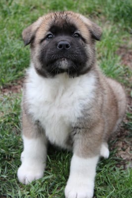 Les chiots de Akita americain