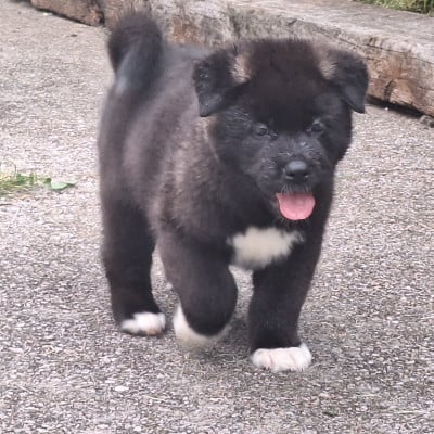 Les chiots de Akita americain