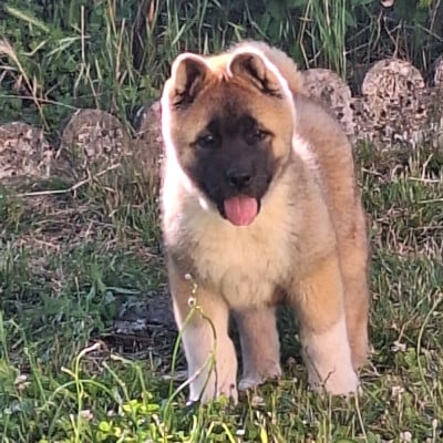 Les chiots de Akita americain