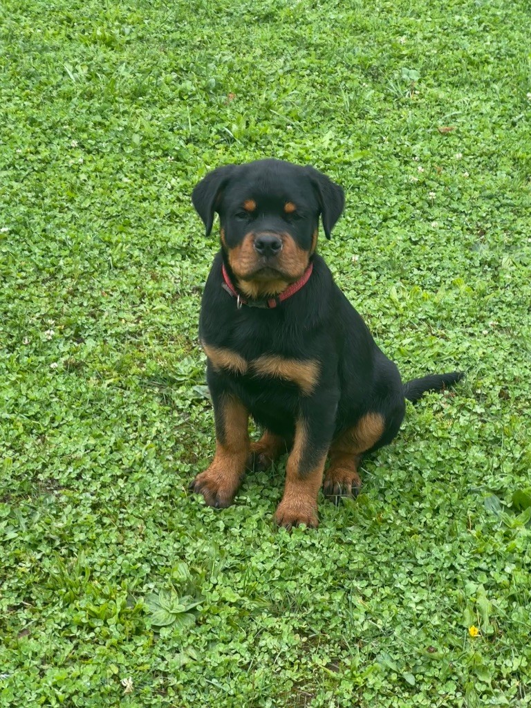 Alpha Du Temple D'Adranos