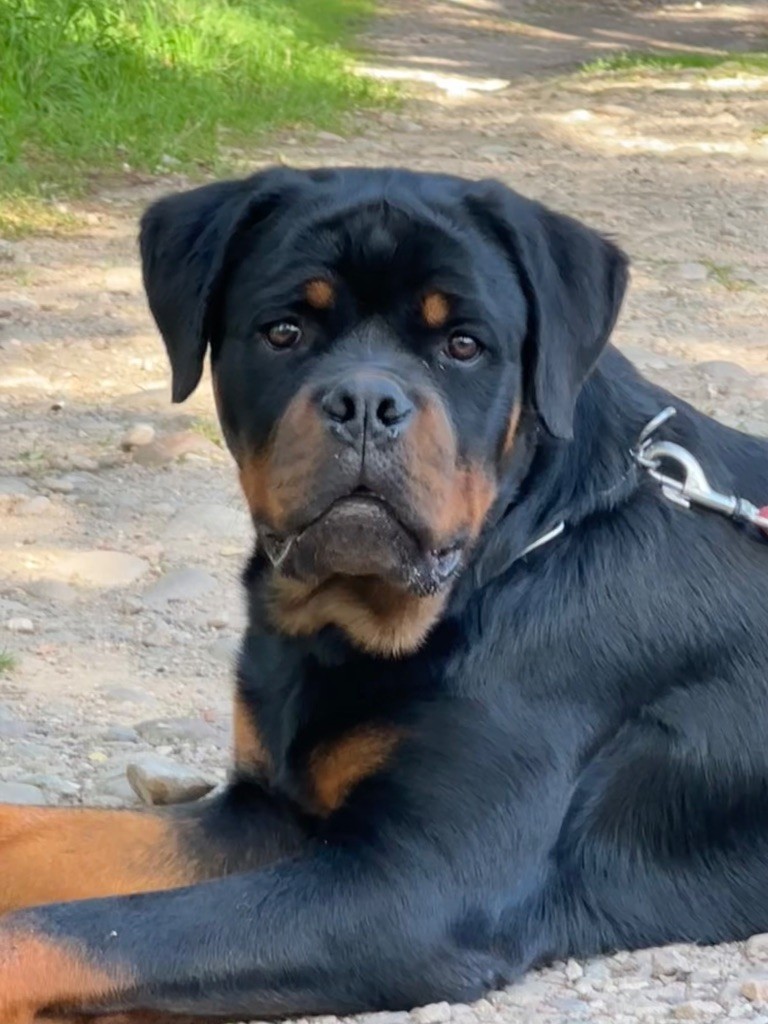 Mako vom hause edelstein