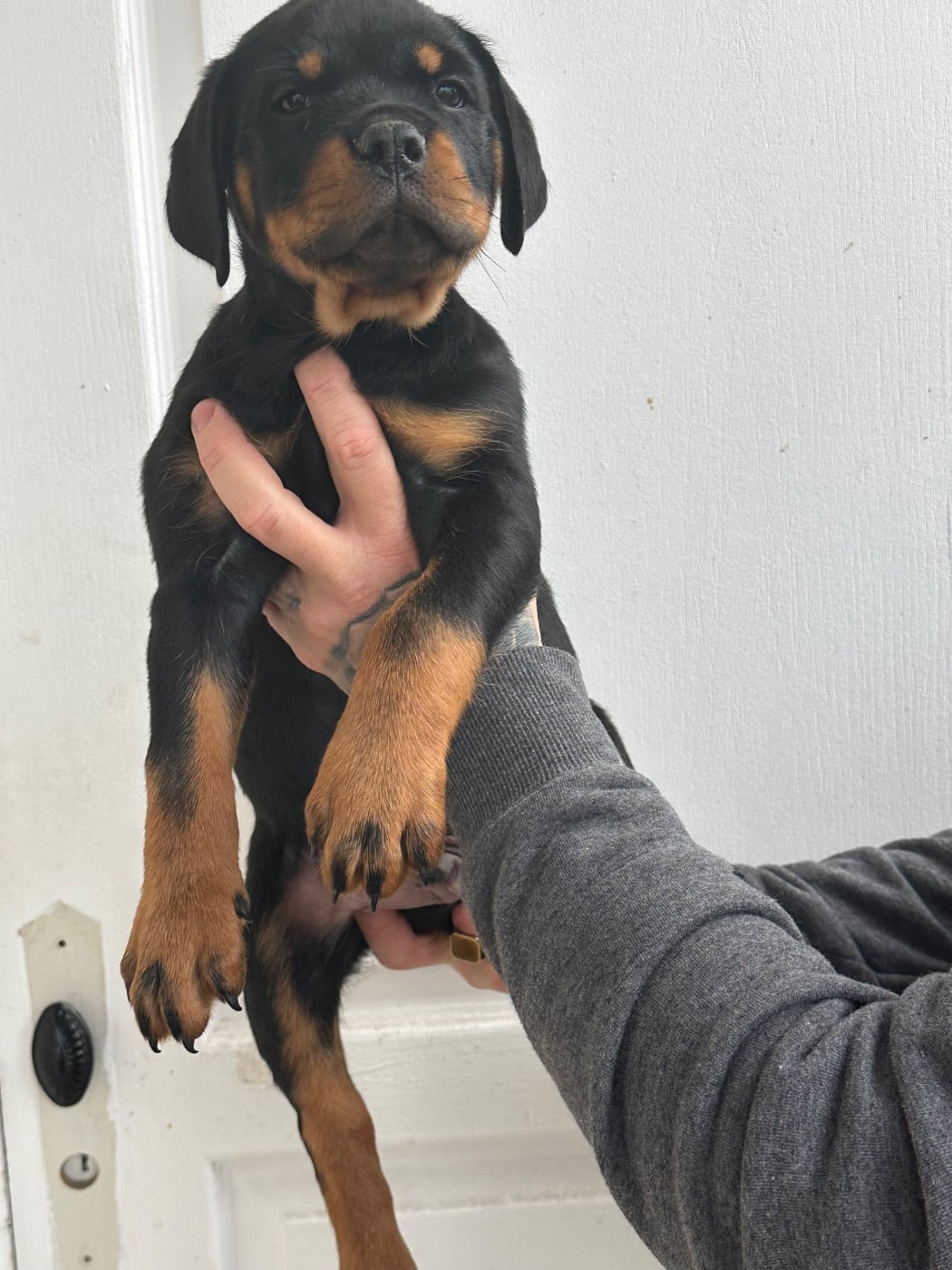 Rottweiler - Du Dog-Builder