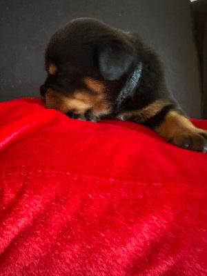 Les chiots de Rottweiler