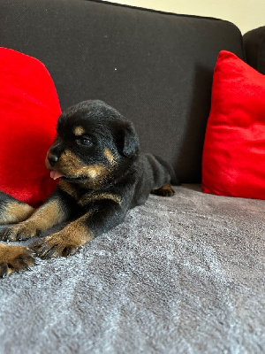 Les chiots de Rottweiler
