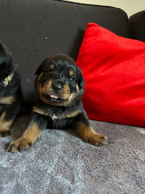 Les chiots de Rottweiler