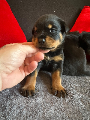 Les chiots de Rottweiler
