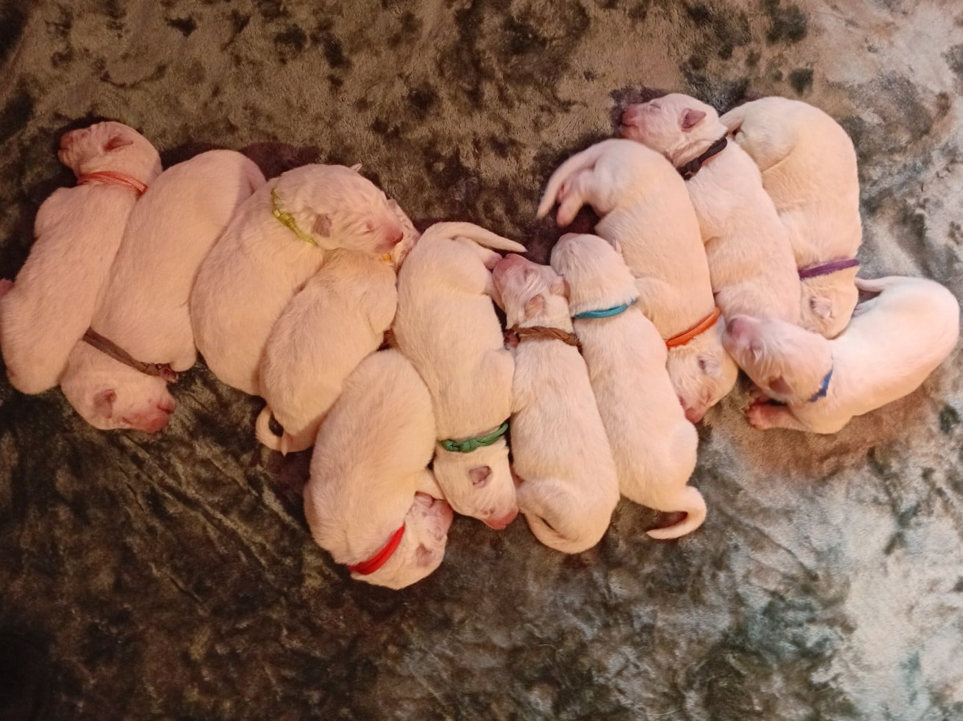 Berger Blanc Suisse - De La Légende Boréale