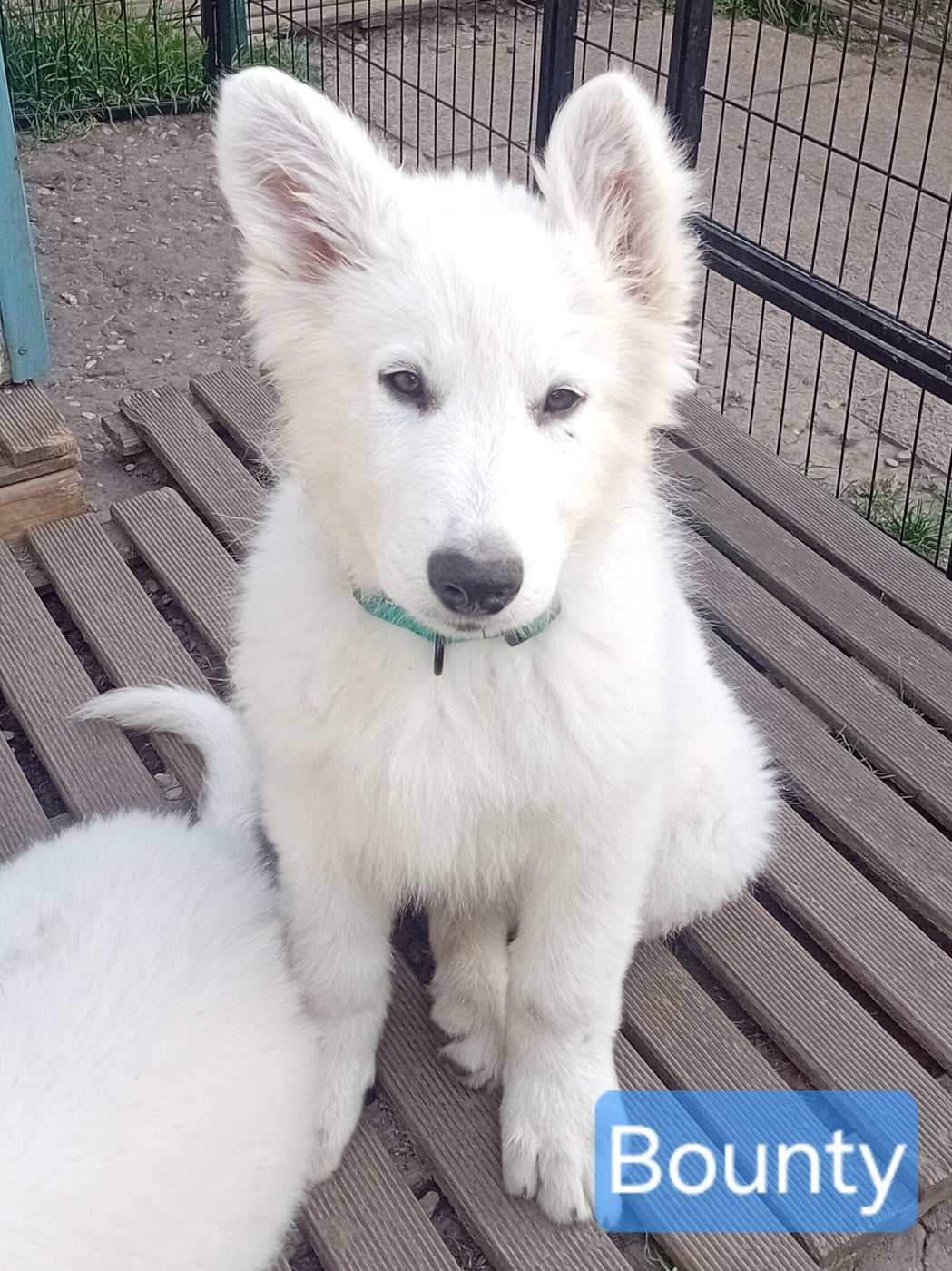 Bounty - Berger Blanc Suisse