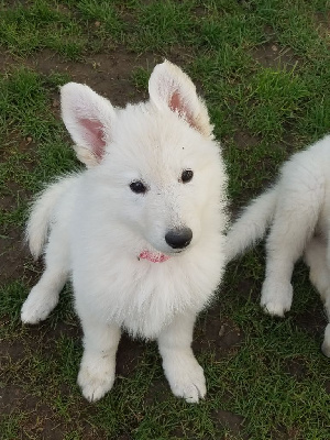 Les chiots de Berger Blanc Suisse