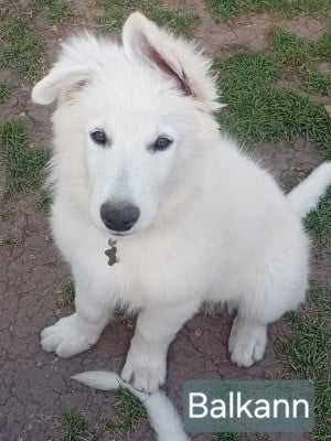 Les chiots de Berger Blanc Suisse