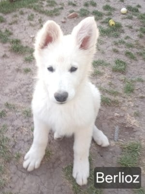 Les chiots de Berger Blanc Suisse