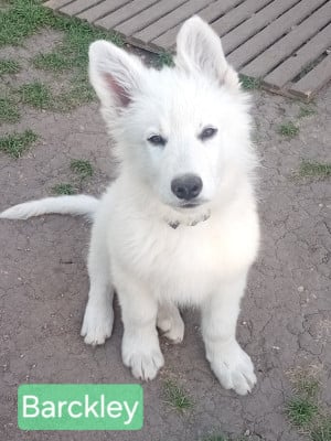 Les chiots de Berger Blanc Suisse
