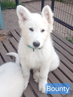Les chiots de Berger Blanc Suisse