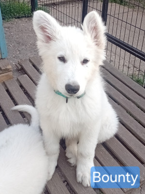 Les chiots de Berger Blanc Suisse