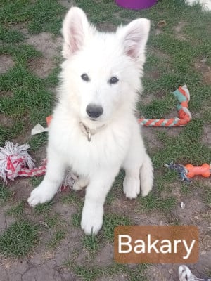Les chiots de Berger Blanc Suisse