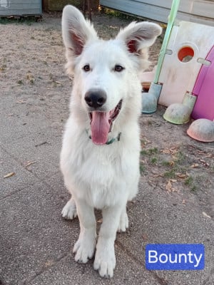 Les chiots de Berger Blanc Suisse