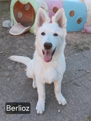Les chiots de Berger Blanc Suisse