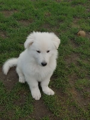 Les chiots de Berger Blanc Suisse