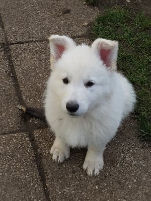 Les chiots de Berger Blanc Suisse