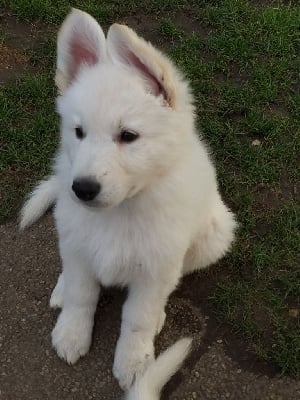 Les chiots de Berger Blanc Suisse