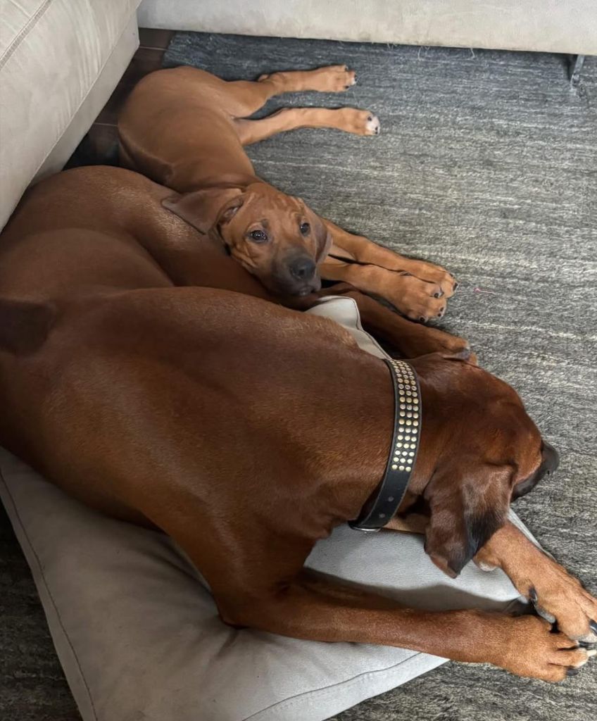 Tokyo La Grange Aux Lions