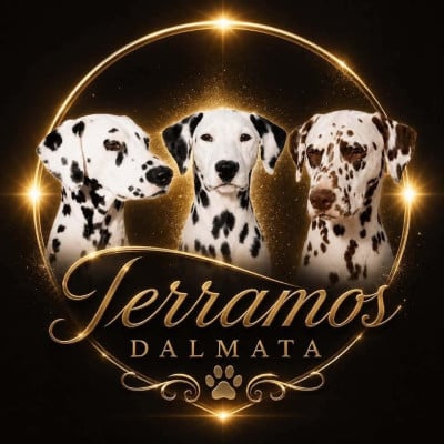 De Terramos Dalmata