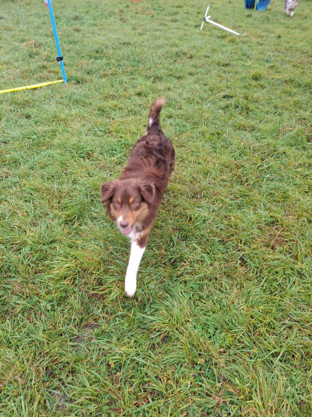 Amour (dit Aria) Du Val De La Licorne