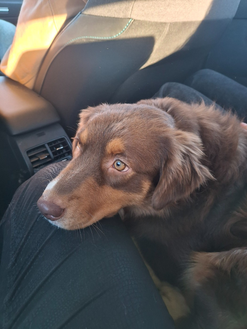 Amour (dit Aria) Du Val De La Licorne