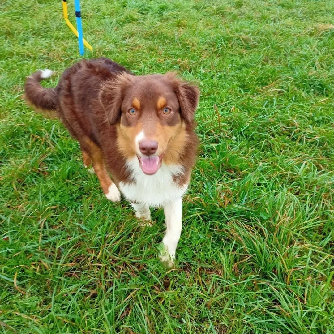 Amour (dit Aria) Du Val De La Licorne