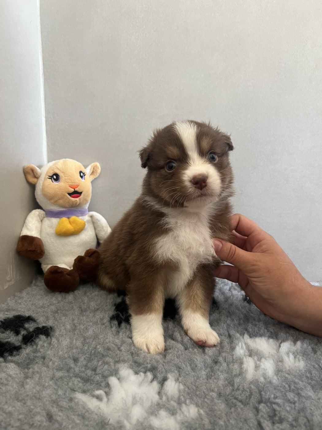 Chiot n°1 - Berger Australien