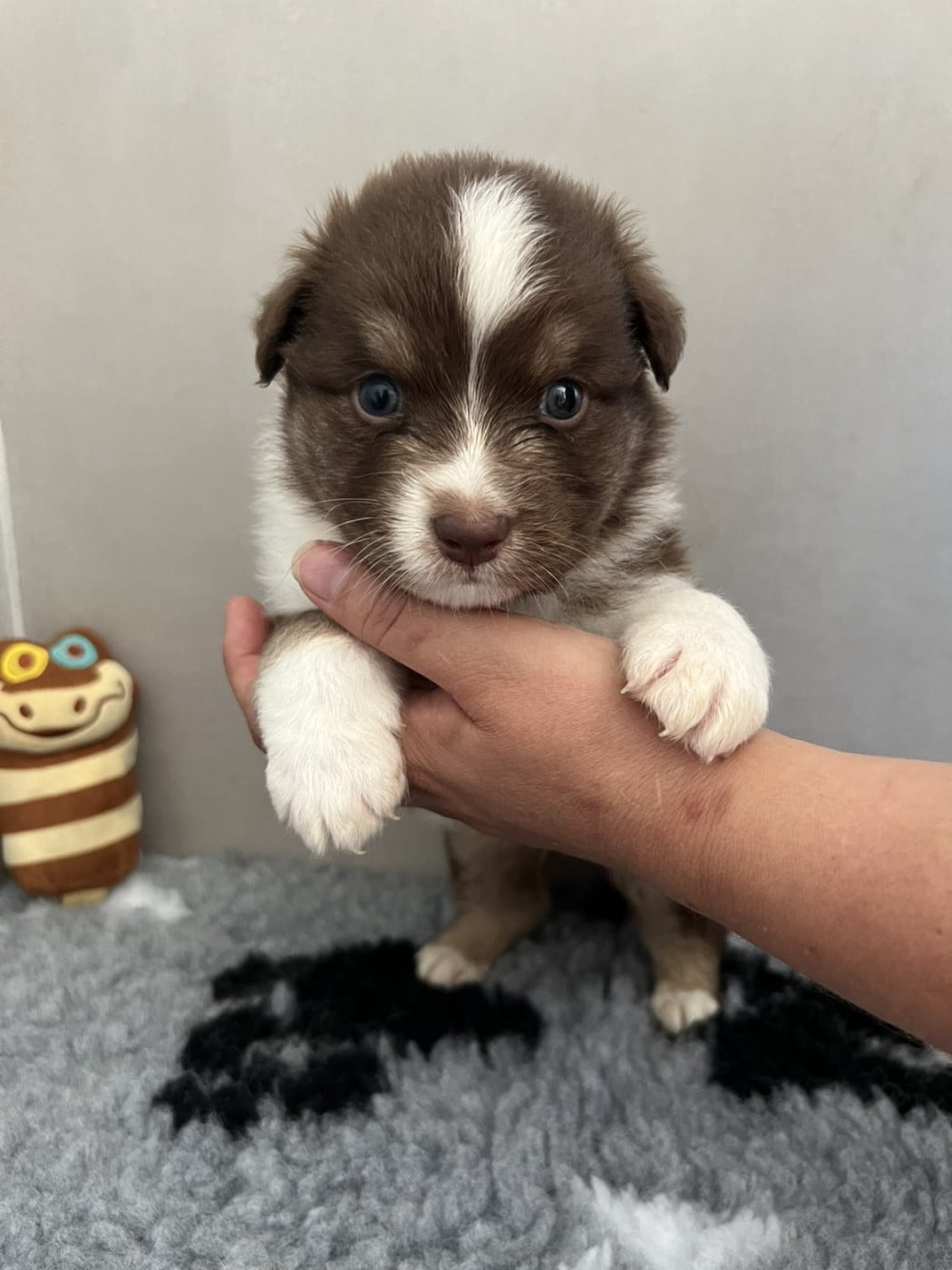 Chiot n°3 - Berger Australien