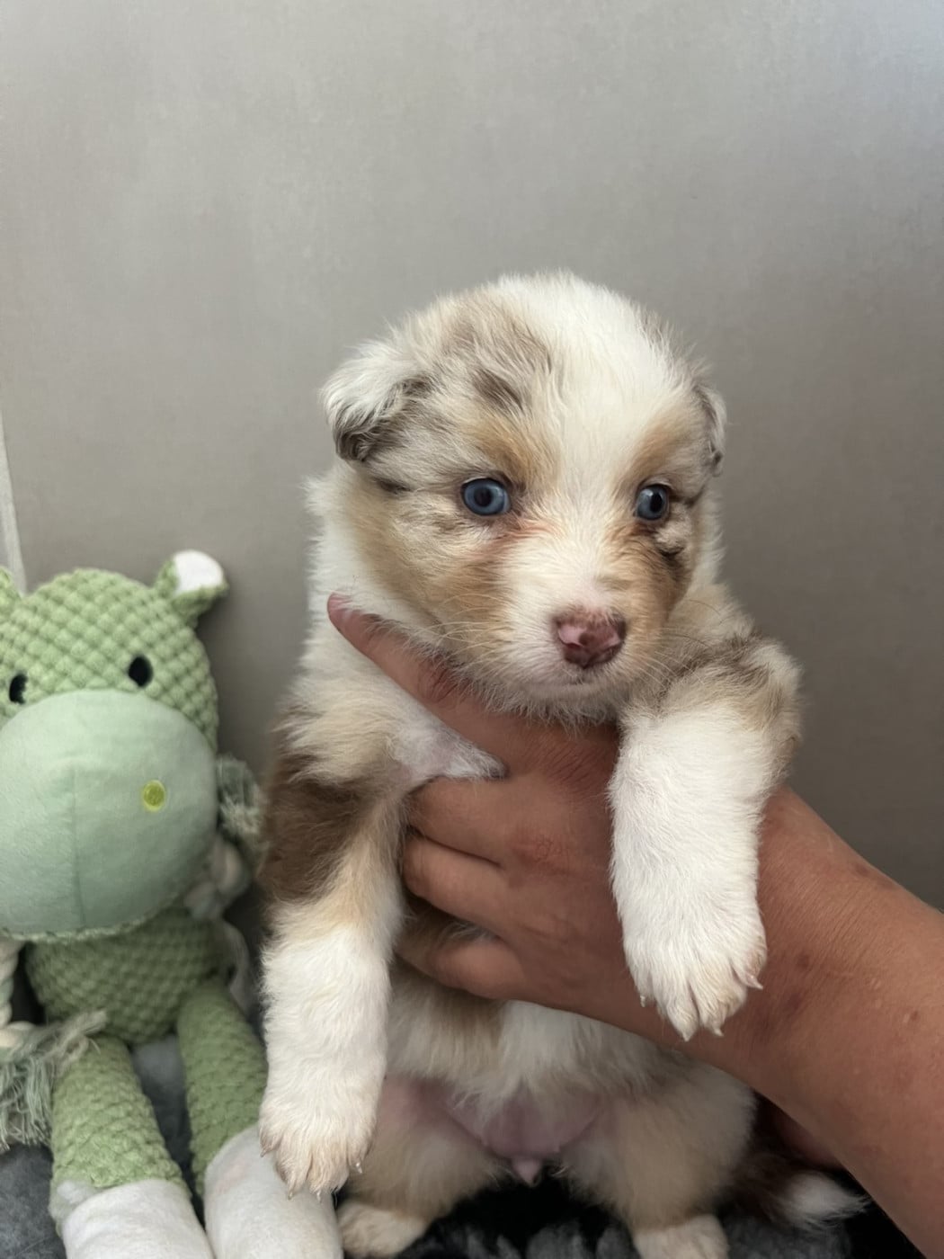 Chiot n°5 - Berger Australien