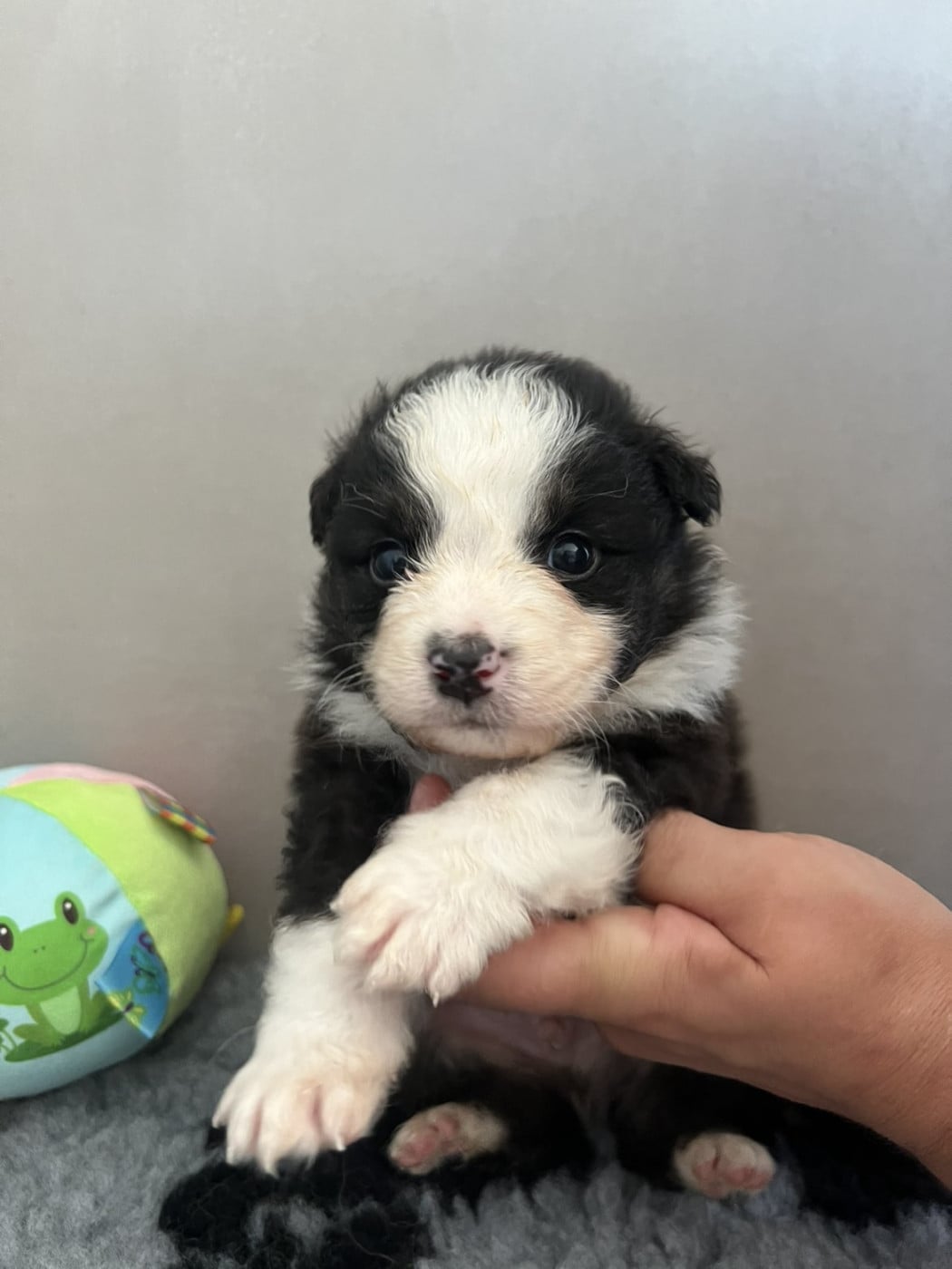 Chiot n°7 - Berger Australien