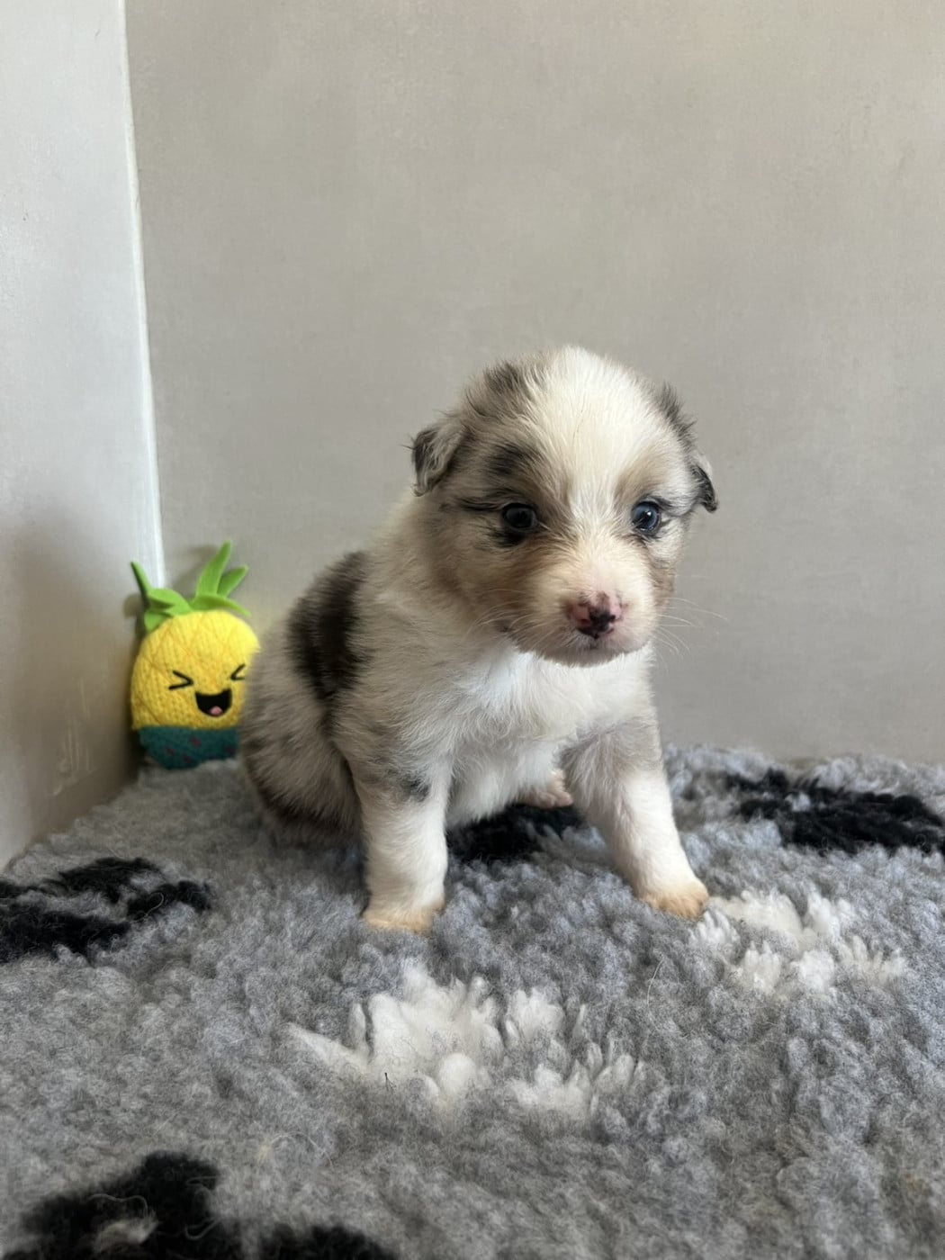 Chiot n°8 - Berger Australien