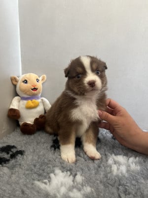 Les chiots de Berger Australien