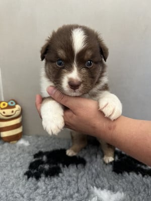 Les chiots de Berger Australien