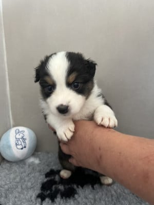 Les chiots de Berger Australien
