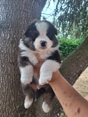 Les chiots de Berger Australien
