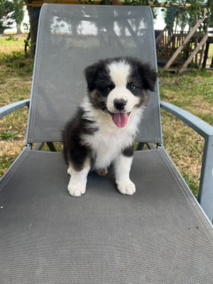 Les chiots de Berger Australien