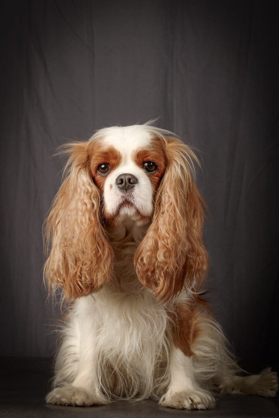 Toccata Du Petit Monde De Brigalane
