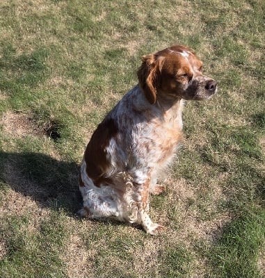 Étalon Epagneul Breton - Roxa Du haut leon