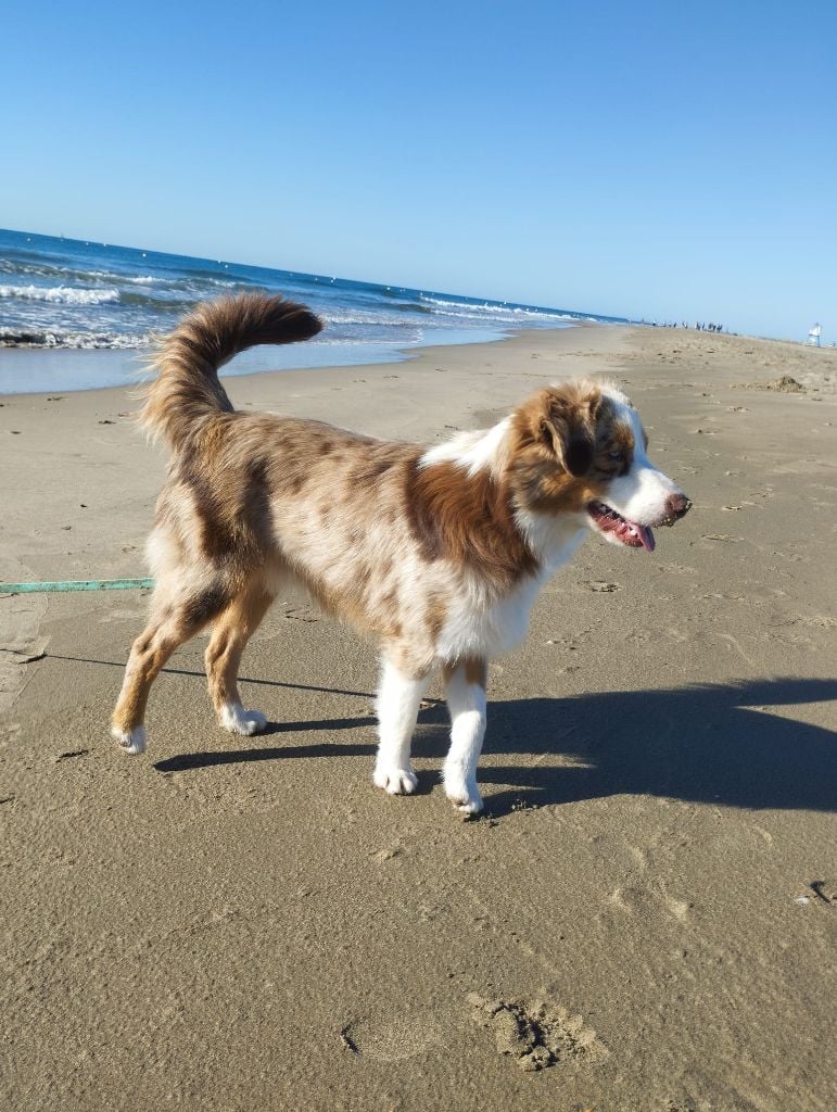 Alto des hirondelles du voyage