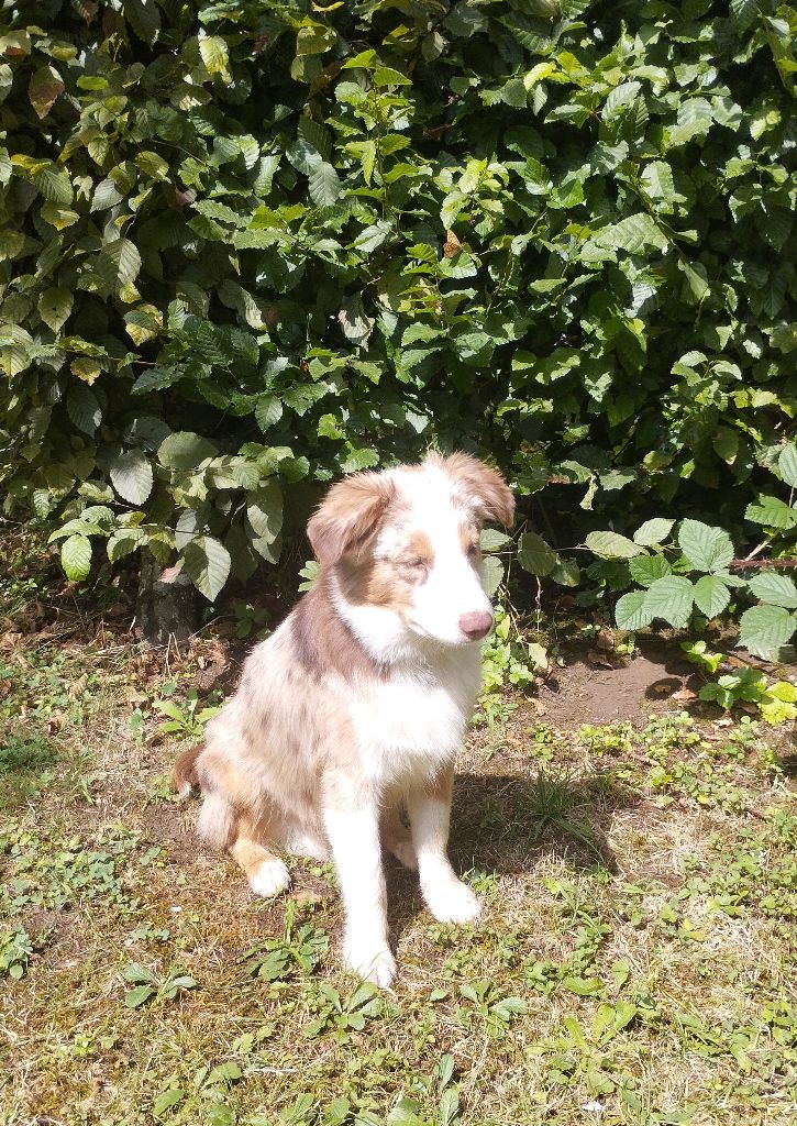 Alto des hirondelles du voyage