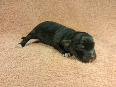 Les chiots de Berger Américain Miniature 