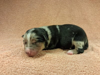 Les chiots de Berger Américain Miniature 