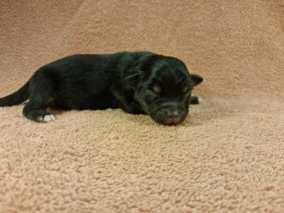 Les chiots de Berger Américain Miniature 