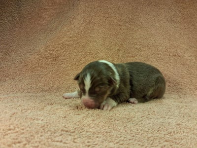 Les chiots de Berger Américain Miniature 