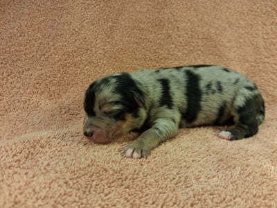 Les chiots de Berger Américain Miniature 