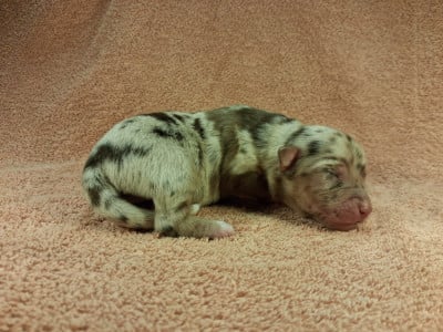 Les chiots de Berger Américain Miniature 